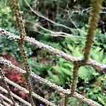 Boseend Ardennen, * Durbuy